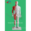 Homme Acupuncture Modèle 60CM, modèle d&#39;acupuncture humaine avec muscle